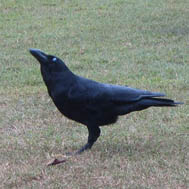 Large-billed Crow